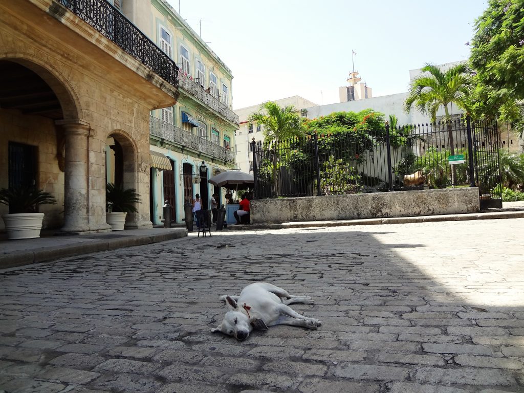 Havana stray dog in Old Square Havana