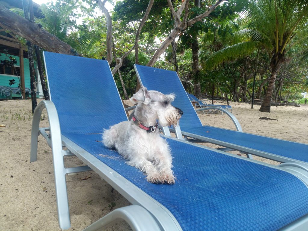 dog sitting on beach chair