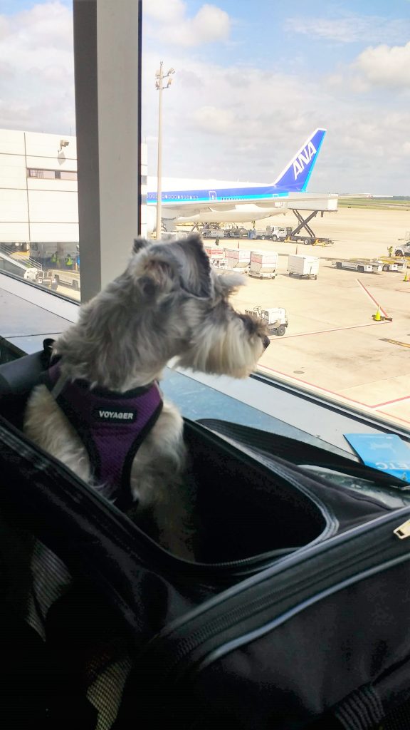 dog in travel bag looking out window at airport